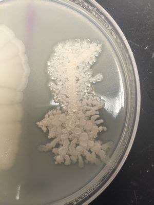 Microorganism Bacillus licheniformis - microbewiki