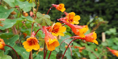 Potager Perp Tuel Plantez Une Fois R Coltez Vie Explications