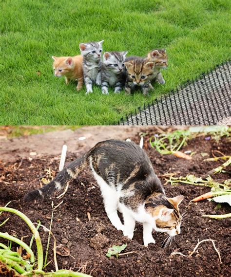 Comment Éviter que les Chats Fassent Leurs Besoins dans le Jardin