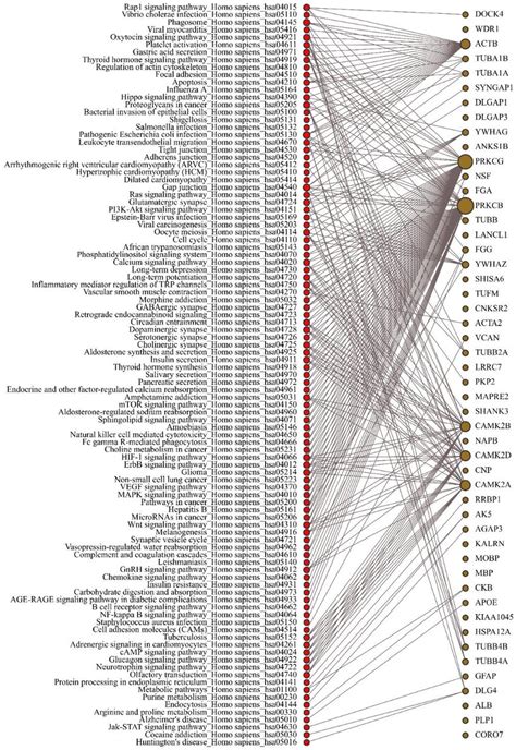 C Panther Pathway Analysis Of Hippocampal Hpc Psd 95 Protein