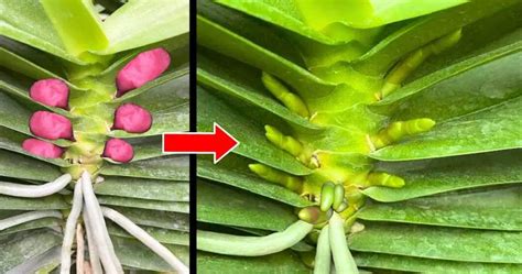 Miraculously, this simple trick causes orchids to produce many buds ...