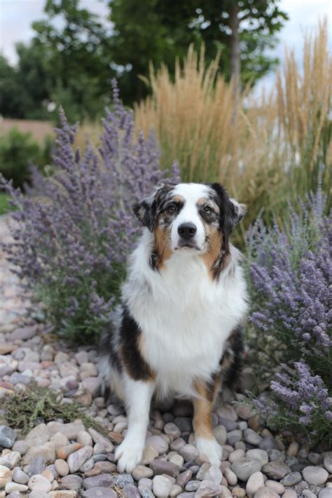 Olive Green Valley Australian Shepherds