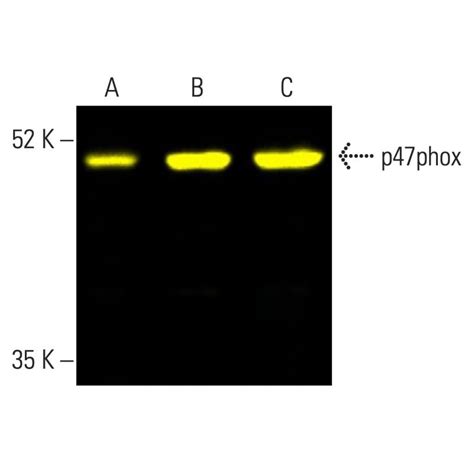 p47phox抗体 A 7 SCBT Santa Cruz Biotechnology