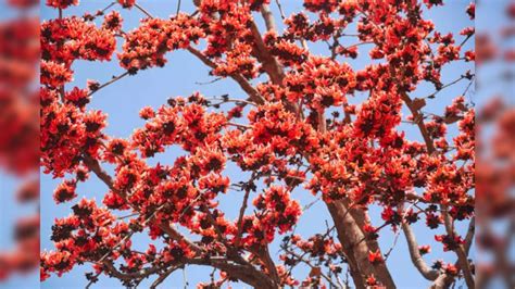 Palash Ke Phool This Flower Attracts Goddess Lakshmi Like A Magnet