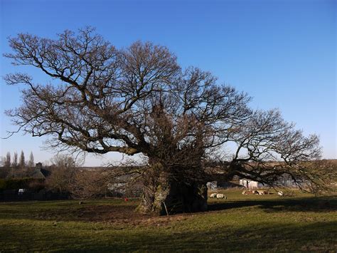 The Bowthorpe Oak A Thousand Years Old The Oldest Oak In L W