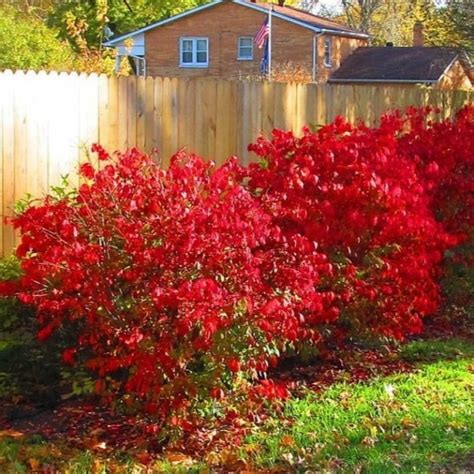 Growing The Dwarf Burning Bush Euonymus Alatus Compacta Perennial Berry Flowering Hedges