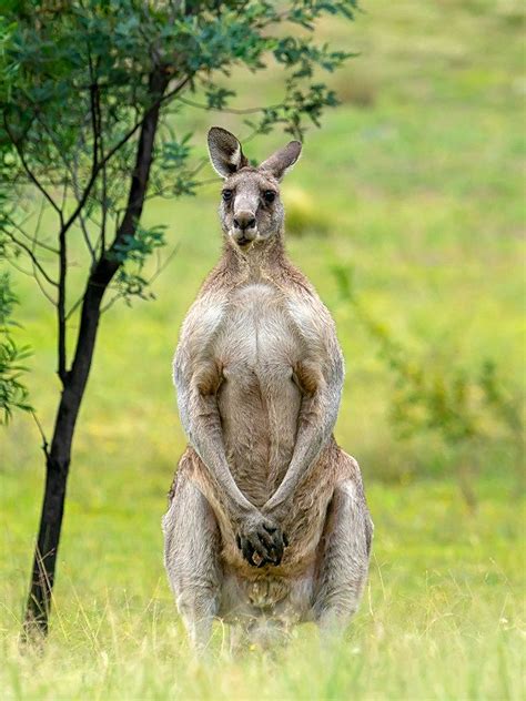 Eastern grey kangaroo – Artofit