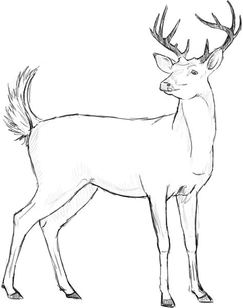 Deer sketch by Danilu1998 on DeviantArt