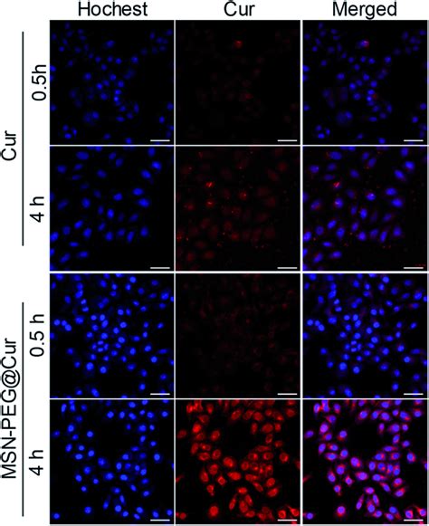 Clsm Images Of Hela Cells Incubated With Cur Or Msn Peg Cur For H