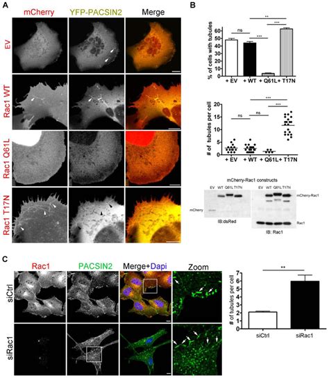 Rac1 Activity Controls The Number Of PACSIN2 Positive Tubular