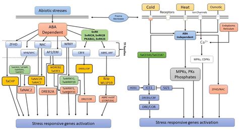 Aba Independent Signaling In Response To Osmotic Heat Cold Stress And Download Scientific