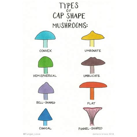 Cap Shapes Of Mushrooms Stuffed Mushrooms Mushroom Pictures