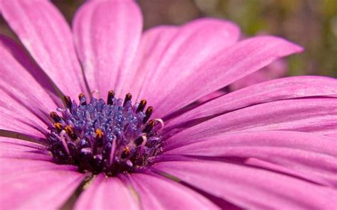 Pink Flower Hd Wide 1920 X 1200