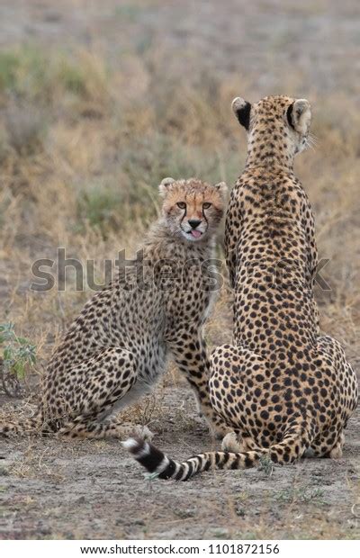 Two Cheetahs Kissing Licking Each Other Stock Photo 1101872156