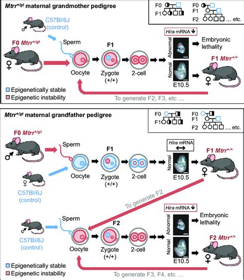 Proposed Model Of Maternal Grandparental Phenotype Inheritance In Mtrr