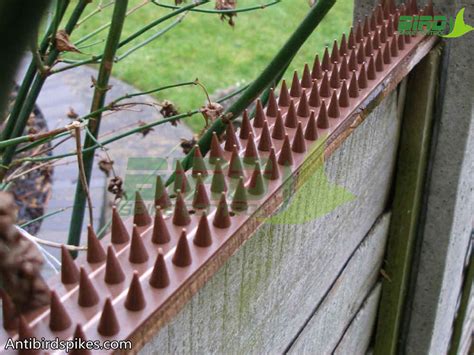 Anti Climb Fence Wall Spikes Bird Deterrent Spikes For Fences And Wall