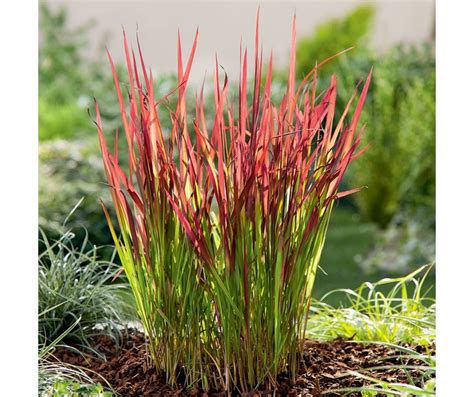 Imperata Cylindrica Red Baron C L