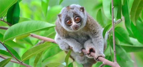 The Bengal Slow Loris Critter Science