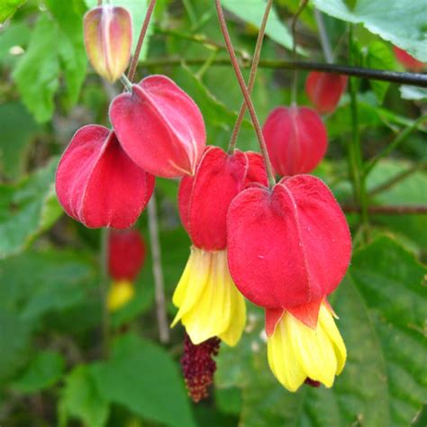 Abutilon Megapotamicum Lanterne Chinoise Fleurs Bicolores