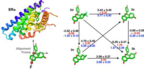 Relative Binding Free Energy Calculations For The Erα Complexes A