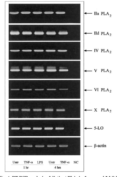 Figure From Functional Coupling Between Secretory And Cytosolic