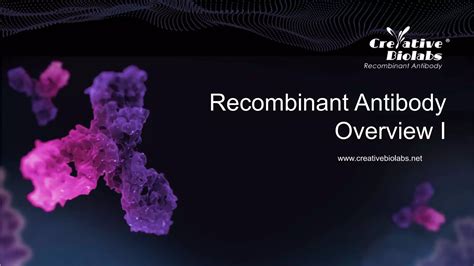 Recombinant Antibody Overview I Creative Biolabs Ppt