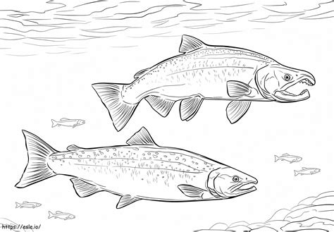 Coho Salmon coloring page