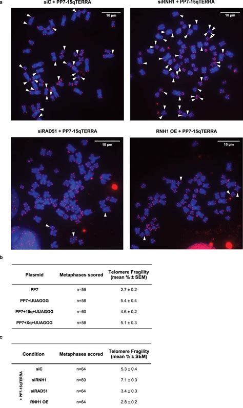 Transgenic Terra Expressed From Plasmids Induces Telomere Fragility A