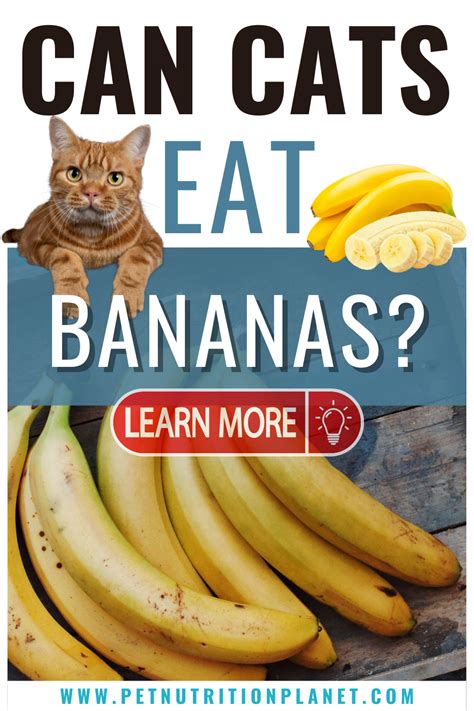 Reasons Why You Should Not Feed Bananas To Your Cat Animal Nutrition