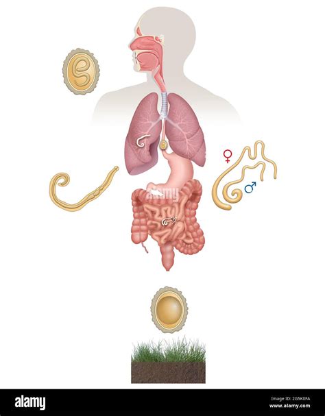 Ascaris Life Cycle In Humans