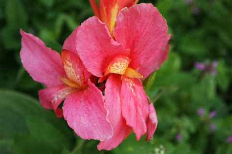 Канна Canna Pink President - купить саженцы в интернет-магазине
