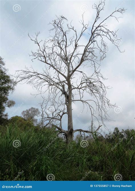 Naked Tree In A Bush Landscape Nature Stock Image Image Of Leaves Bush
