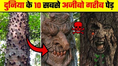 10 सबसे अजीबो गरीब पेड़ जिन्हें देखकर Scientist भी हैरान है 10 Rarest