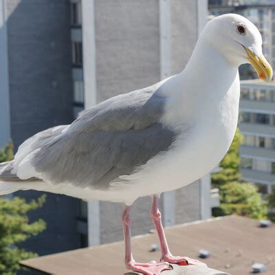 Glaucous Winged Gull Larus Glaucescens BirdWeather