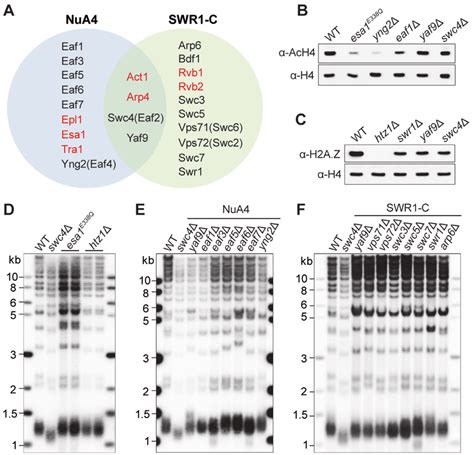 Swc4 Affects Telomere Replication Independently Of Its Roles In NuA4