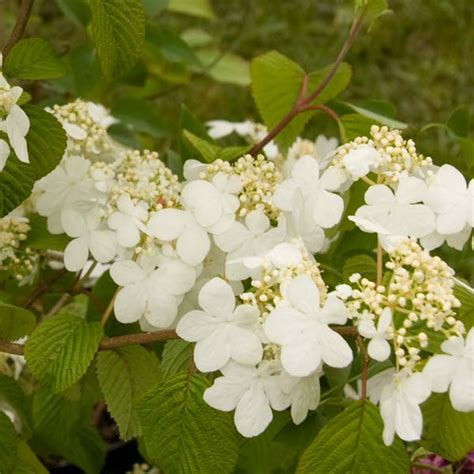 Viburnum bodnantense Dawn Viorne d hiver à floraison très parfumée