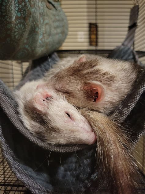 My Sleepy Girls R Ferrets