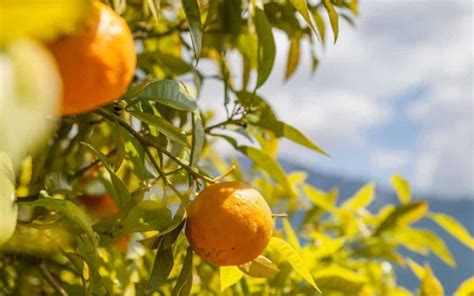 Complete Guide To Growing Citrus In Hawaii | Homesteadinʻ Hawaiʻi 