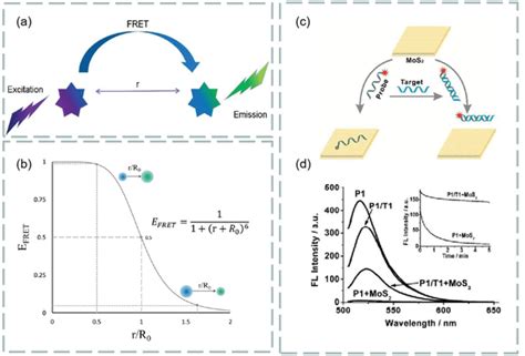 A Diagram Of Fluorescence Resonance Energy Transfer Fret B The