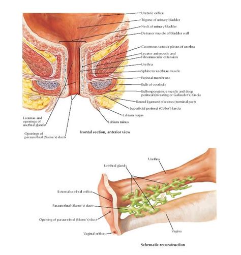 Female Urethra Anatomy Ureteric Orifice Trigone Of Urinary Bladder