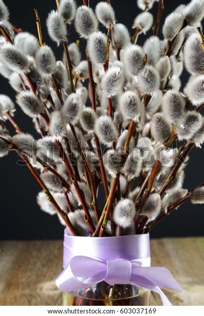 Pussy Willow Bunch On Dark Background Stock Photo 603037169 Shutterstock