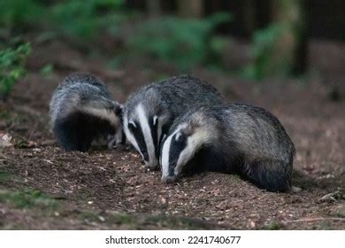 Hog Badger: Over 48 Royalty-Free Licensable Stock Photos | Shutterstock