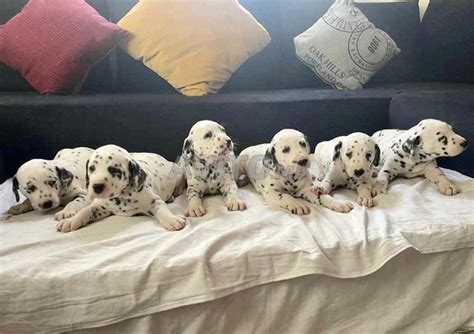 Annonces De Animaux Dalmatien Casablanca Vendre Avito Misc