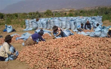 Baja Producción De La Papa Por La Migración