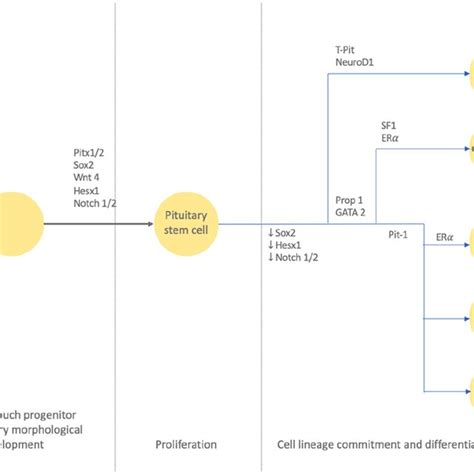 Cell lineage differentiation. Image from Lenders et al. [10] | Download Scientific Diagram