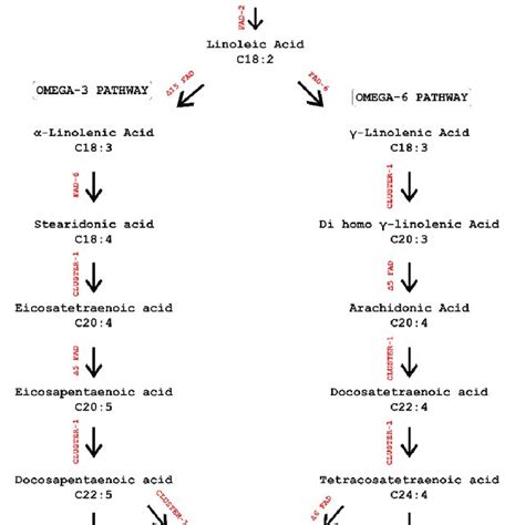 Schematic Representation Of Lc Pufas Biosynthesis In Microalgal Cells