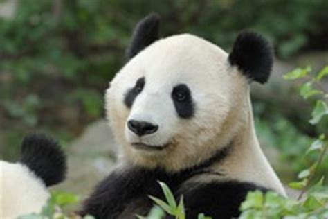 Großen Pandas in Schönbrunn Tiergarten Schönbrunn