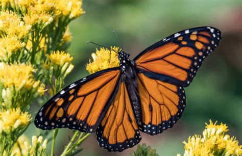 Western Monarchs Archives • The National Wildlife Federation Blog