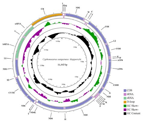 Circle Map Of The Complete Mitogenome Of C Sanguineus Klapperichi