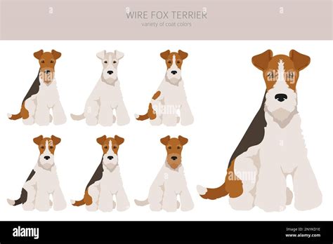 Wire Fox Terrier Clipart Different Poses Coat Colors Set Vector